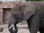 Afrikanischer Elefant, Tierpark Berlin