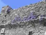 Festungsmauer mit Blumen in Mystras bei Neu-Sparta, Peleponnes