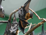 Flughunde, Tierpark Berlin