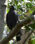 Mangrove Black Hawk, Costa Rica
