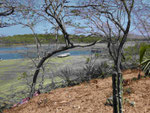 Beginn des Mangrovendeltas, Tamarindo, Pazifikküste, Costa Rica