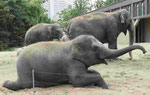 Im Berliner Zoo