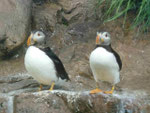 Papageientauscher  im Loro Park, Teneriffa