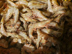 Auf dem Fischmarkt von Muscat, Oman