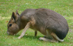Im Berliner Zoo