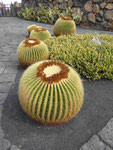 César Manriques Jardin de Cactus, Lanzarote