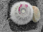 César Manriques Jardin de Cactus, Lanzarote