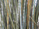 Riesenbambusse im Botanischen Garten von Kandy, Sri Lanka