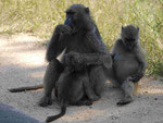 Tschakma Paviane im Kruger National Park, Südafrika
