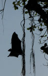 Flughunde bei Plessy, Westbengalen