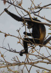 Brüllaffe, Guanacaste, Sosta Rica