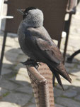 Dohle in Stralsund