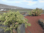 Blick aus dem Jardin de Cactus, Lanzarote