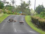 Auf der Strasse auf Westsamoa