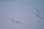 Abendanflug der Kraniche bei Linum/Brandenburg