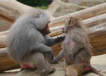 Im Berliner Zoo