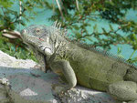 Auf Curacao