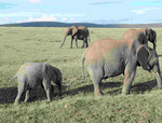 Elefanten in Kenias Nationalparks