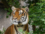 Tiger im Tierpark Berlin