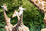Giraffen im Tierpark Berlin