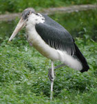 Im Berliner Zoo