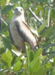 Langkawi -Adler, Malaysia