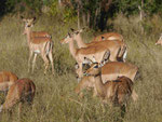 Impalas im Kruger National Park, Südafrika