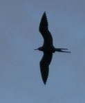 Fregatvogel in der Karibik