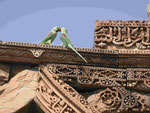 Sittiche auf der Ruine der Qutub Minar in Delhi, Indien