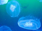 Quallen im Oceaneum und Meeresmuseum Stralsund