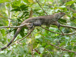 Leguan, Costa Rica