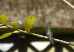 Kolibri bei Cienfuego/ Kuba