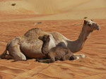 Kamelmutter und Kind in der Sandwüste des Oman