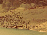 Seelöwen in Punta Loma, Puerto Madryn, Argentinien