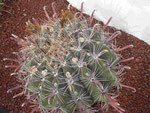 César Manriques Jardin de Cactus, Lanzarote