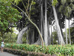 Bayanbaum im Jardin Botanico von Puerto de la Cruz, Teneriffa