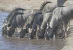 Gnus am Wasserloch im Etoscha Nationalpark