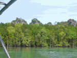 In den Salzwassermangroven von Langkawi, Malysia