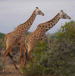 Massai-Giraffen in Kenia
