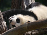 Im Berliner Zoo