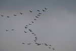 Abendanflug der Kraniche bei Linum/Brandenburg