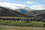 Herden in der Mongolei