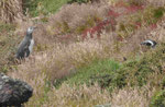 Magellanpinguine bei Port Stanley, Falkland Islands