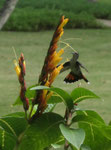 Kolibri auf Samana, Dominikanische Republik