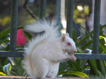 Albino-Eichhörnchen im Compagnie Park in Kapstadt, Südafrika