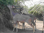 Kudubullen im Etosha Nationalpark, Namibia