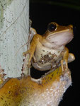 Baumfrosch auf Phuket, Thailand