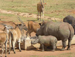 Elanantilopen und Nashörner  in einem privaten Tierpark in Südafrika
