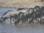 Gnus im Etosha Nationalpark, Namibia