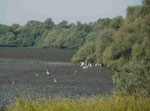 Reiher im rumänischen Donaudelta